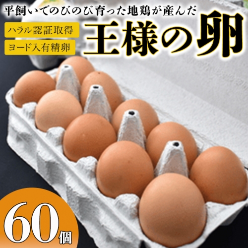王様の卵 ヨード入 60個 平飼い 地鶏 有精卵 濃厚 卵 こだわり卵 たまご 542975 - 茨城県牛久市