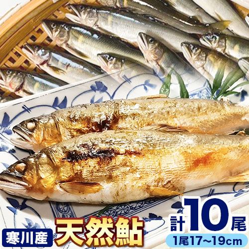 天然鮎 日高川 椿山ダム上流(寒川産) 17cm-19cm 5尾×2パック 計10尾 川