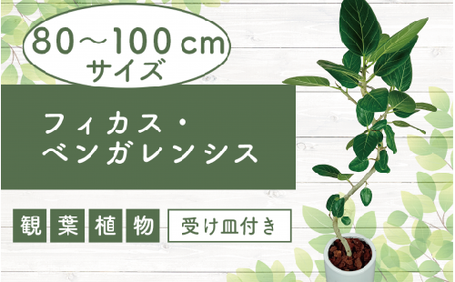 2025年1月中旬～発送【観葉植物】フィカス・ベンガレンシス80cm～100cm丸ロング陶器鉢(T&P/035-1464) 南国鹿児島県で育った 観葉植物！植物 鉢付 インテリア 室内 オフィス おしゃれ プレゼント ギフト 開店祝い 移転祝い マイナスイオン【配送不可地域：北海道・沖縄県・離島】