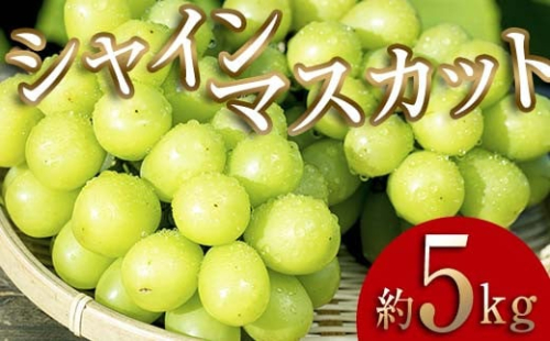 2023年秋発送>大人気!大容量! 伊達市産 シャインマスカット約5kg(8