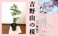 【7202-A22】吉野山の桜の苗木 1本（一年生）