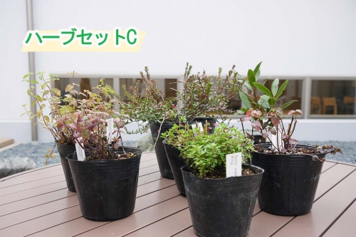 Bs116 ハーブセットc 花 苗 植物 家庭菜園 花壇 プランター ガーデニング 佐賀県みやき町 Au Pay ふるさと納税