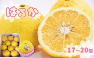上品な甘さの玉名産「はるか」 | 果物 くだもの フルーツ 柑橘 柑橘類 みかん 雑柑 熊本県 玉名市