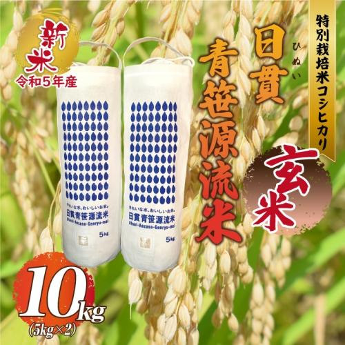 【先行予約　令和5年産】【玄米】特別栽培米コシヒカリ 日貫青笹源流米 10kg（5kg×2袋）令和5年10月よりお届け