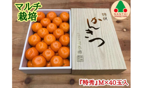 マルチ栽培 有田 みかん 化粧箱 特秀 M サイズ 40玉入 南泰園 546405 - 和歌山県有田川町