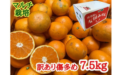 訳あり 傷多め マルチ栽培 有田 みかん 7.5kg L ～ SS サイズおまかせ 南泰園 546417 - 和歌山県有田川町