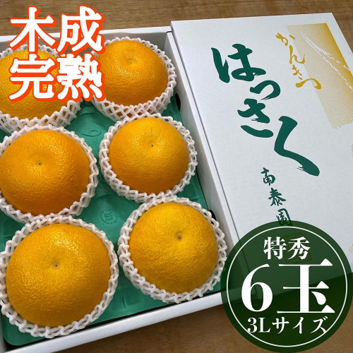 4月 まで 木成 完熟 させた 有田 はっさく 特秀 大玉 3L × 6玉 化粧箱 南泰園 546419 - 和歌山県有田川町