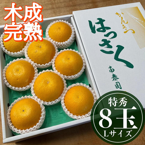 4月 まで 木成 完熟 させた 有田 はっさく 特秀 L × 8玉 化粧箱 南泰園 546422 - 和歌山県有田川町