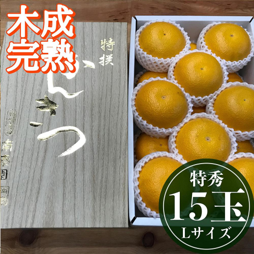 4月 まで 木成 完熟 させた 有田 はっさく 特秀 L × 15玉 2段詰 化粧箱 南泰園 546423 - 和歌山県有田川町