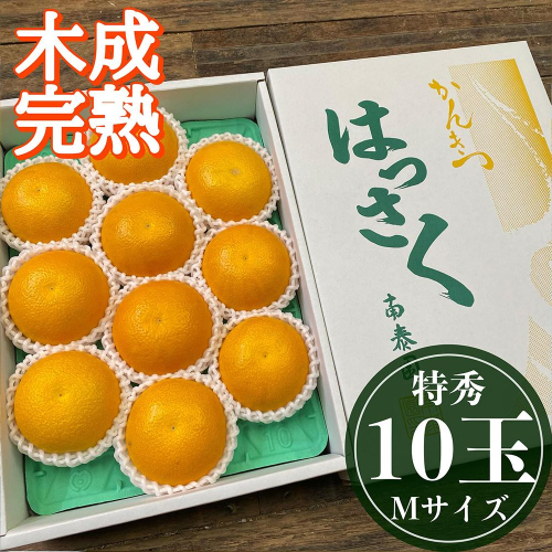 4月 まで 木成 完熟 させた 有田 はっさく 特秀 M × 10玉 化粧箱 南泰園 546424 - 和歌山県有田川町