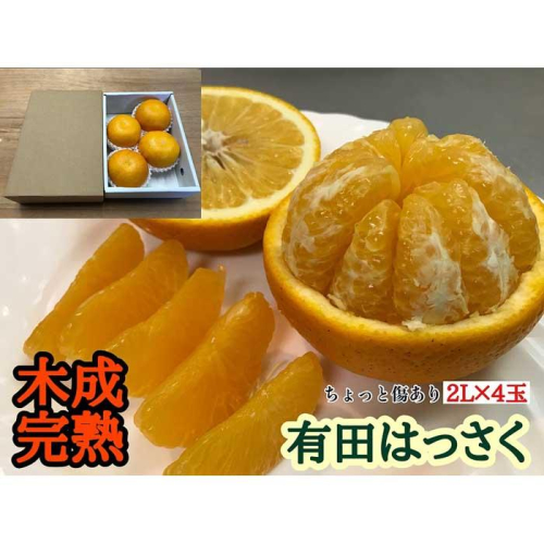 ちょっと 傷あり 4月 まで 木成 完熟 させた 有田 はっさく 大玉 2L × 4玉 茶小箱 南泰園 546426 - 和歌山県有田川町