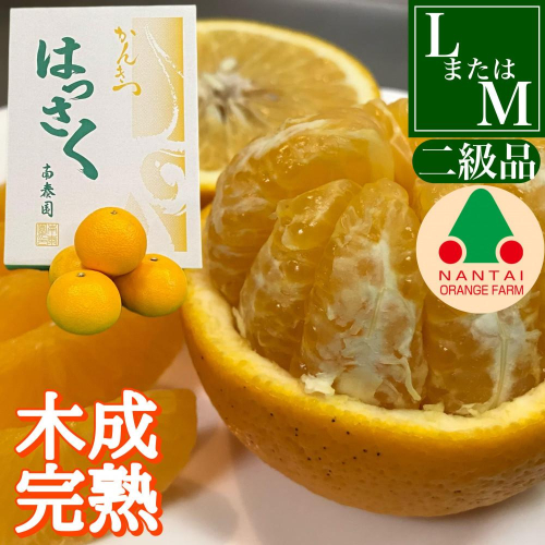 ちょっと傷あり【4月まで木成り完熟させた有田はっさく】L~M(8または10玉入)/化粧箱 546427 - 和歌山県有田川町