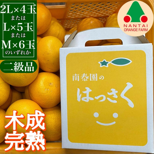 ちょっと 傷あり 4月 まで 木成 完熟 させた 有田 はっさく 2L ～ M ( 4玉 ～ 6玉 ) 手さげ箱 南泰園 546428 - 和歌山県有田川町