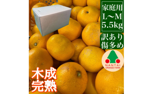 家庭用 5.5kg 訳あり 傷多め 4月 まで 木成 完熟 させた 有田 はっさく L または M サイズ 茶箱 南泰園 546430 - 和歌山県有田川町