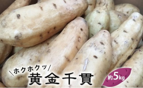 富山県産 さつまいも（ホクホクッ！黄金千貫）約5kg 546625 - 富山県氷見市