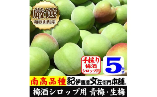 南高梅【緑】5kg ■特大サイズ  梅酒用 フレッシュ青梅（生梅）／紀伊国屋文左衛門本舗 546696 - 和歌山県上富田町