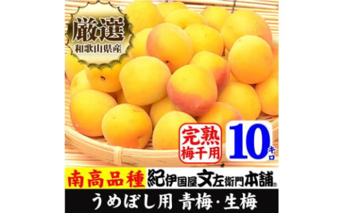 南高梅【完熟】黄色10kg 大サイズ  梅干用フレッシュ青梅（生梅）／紀伊国屋文左衛門本舗 546704 - 和歌山県上富田町