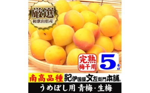 南高梅【完熟】黄色5kg ■特大サイズ  梅干用フレッシュ青梅（生梅）／紀伊国屋文左衛門本舗 546705 - 和歌山県上富田町