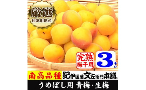 南高梅【完熟】黄色3kg ■特大サイズ  梅干用フレッシュ青梅（生梅）／紀伊国屋文左衛門本舗 546707 - 和歌山県上富田町