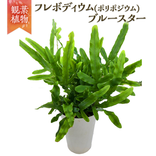 観葉植物 】 フレボディウム ( ポリポジウム ) ブルースター 1鉢