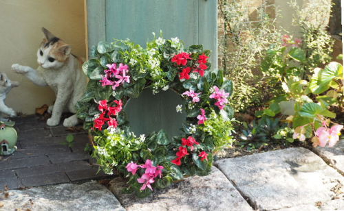 ガーデンシクラメンのサークルハンキング（直径35cm） 植物 お花 お庭 ガーデニング 癒し グリーン インテリア ビックサイズ アイアンサークル アリッサム 鮮やか  547158 - 福岡県朝倉市