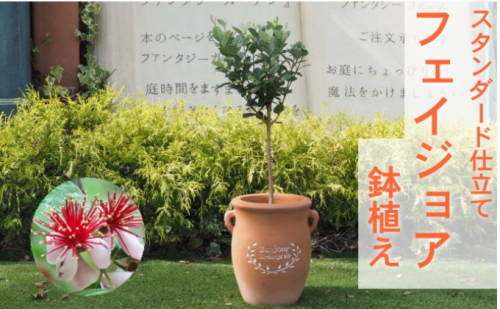 フェイジョア 鉢植え（つぼ型鉢） 植物 トロピカル 果樹 南国 エキゾチック 花 鮮やか グリーン 香り高い 果実 テラコッタ鉢 寒さに強い 病害虫に強い  547171 - 福岡県朝倉市