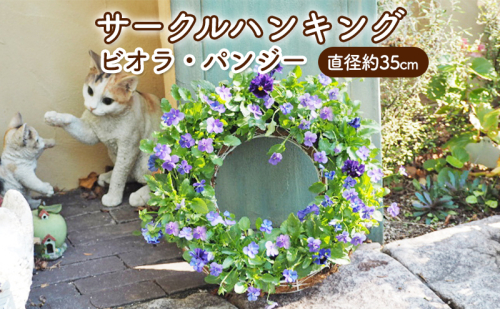 花 サークルハンキング ビオラ パンジー 直径35cm 植物 インテリア ガーデン  547175 - 福岡県朝倉市