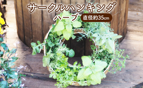 ハーブ サークルハンキング 直径35cm 植物 インテリア ガーデン  547189 - 福岡県朝倉市