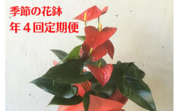 花は季節の訪れをいち早く感じ、心を癒し豊かにします。年４回巡る季節とともに鉢物をお届けします。花は鮮度重視で選びますのでお任せください。ラッピングして発送しますのでプレゼントにも最適です。注目ワード【