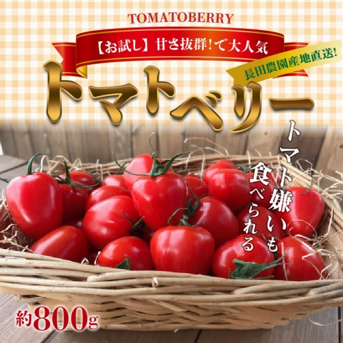 【お試し】幻のミニトマト　トマトベリー　約800g　H004-114