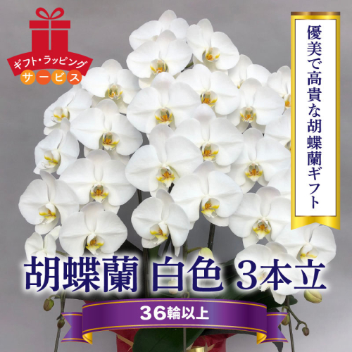 胡蝶蘭 白 3本立　３６輪以上　H042-012 55049 - 愛知県碧南市