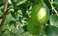 グリーンレモン（露地栽培）約2.5kg