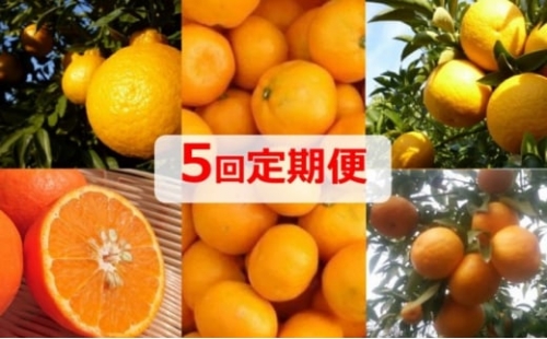 [№5850-0616]【5回定期便】フジカワ果樹園オリジナル・新季節の柑橘セット