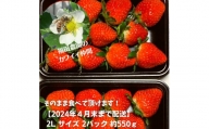 [春いちご]福田さんちのイチゴ(さぬきひめ)[2Lサイズ×2パック1箱] 約550g[配送不可:離島]苺 農園直送 いちご採れたて直送