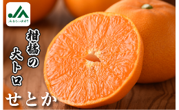 今治・しまなみ地域の温暖少雨な気候で匠農家が丹精込めて育てたせとかです。ジューシーで濃厚な甘さが特長です。化粧箱より若干外観（形・傷）が見劣りします。(※越智今治農協で選果した品です。)※発送予定：2