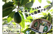 [先行予約]希少な国産 大三島アボカド500g [LB01340]