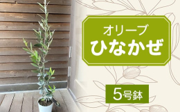 一年中綺麗な緑の葉が茂り、成長が早く観賞用に向くオリーブのヒナカゼ。平和の象徴として庭木や記念樹として人気です。除草剤などを使用せず育苗しています。日当たりのよい室内や庭の地植えにも育ちます。お礼品の