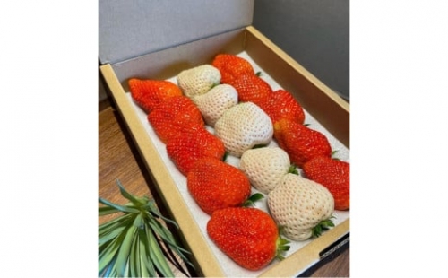 贈答品　高級紅白いちご大粒15粒入り イチゴ 苺 果物 プレゼント