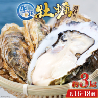 【期間限定発送】 TVで紹介！ 牡蠣 3～4年モノ 生食 殻付き牡蠣 約3kg(約16-18個入) [住喜水産 宮城県 気仙沼市 20564186] 期間限定 冷蔵 新鮮 濃厚 真牡蠣 カキ かき 生牡蠣 魚貝類 生牡蠣 貝 海鮮 魚介類 なべ カキフライ 牡蠣ご飯 魚介
