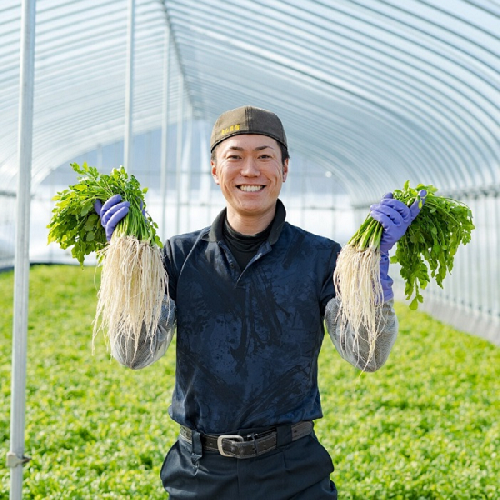 ＼TV青空レストランに登場／ 三関産 せり 5束 生産者直送 秋田県伝統野菜 ご自宅で絶品の せり鍋 や 天ぷら が楽しめる ふるさと納税 せり 鍋 ふるさと 人気 ランキング [M10901] 558154 - 秋田県湯沢市