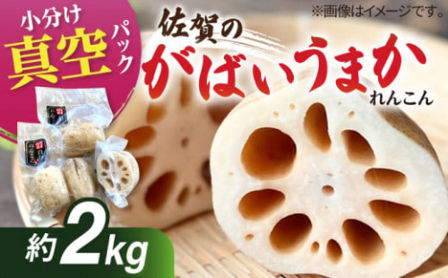 産地直送！ 白石れんこん 約1.5kg 真空パック入り【有限会社白石開発】 [IBN006] 558358 - 佐賀県白石町