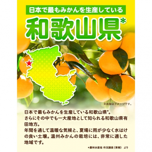 訳あり・ご家庭用】和歌山有田みかん 約10kg(S～Lサイズいずれかお届け