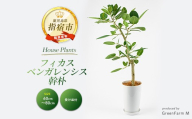 2026年9月上旬〜発送[観葉植物]フィカスベンガレンシス幹朴60cm〜80cm(Green Farm M/IB075-023) 観葉植物 植物 鉢付 インテリア 室内 オフィス おしゃれ プレゼント ギフト 開店祝い 移転祝い マイナスイオン[配送不可地域:北海道・沖縄県・離島]