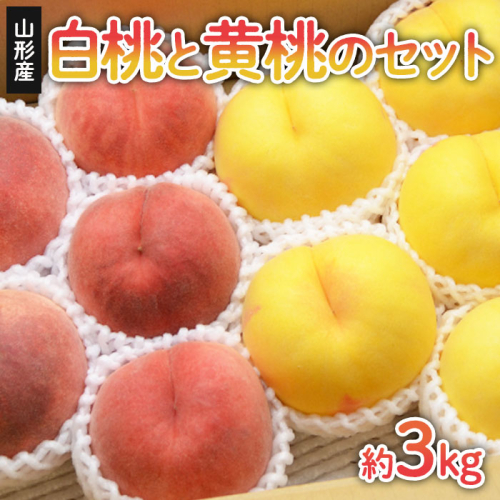 山形の白桃と黄桃のセット 約3kg(6～13玉)[柔らかくなる品種・果肉やや硬め]【令和8年産先行予約】FS24-567 560960 - 山形県山形市