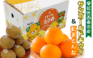 【先行予約】 愛媛県西条市産 サンゴールドキウイと紅まどんなのセット　※2024年11月下旬～12月下旬頃発送　紅まどんな 柑橘 レインボーレッド キウイ 食べ比べ 詰め合わせ セット