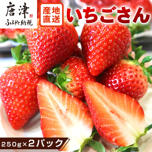 『先行予約』【令和8年3月より順次発送】唐津産 いちごさん 約250g×2パック(合計約500g) 濃厚いちご 苺 イチゴ 果物 フルーツ 561643 - 佐賀県唐津市