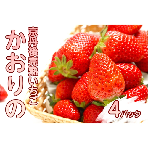 【先行予約／数量限定80】京都丹後産 完熟いちご（かおりの） 4パック（2025年3月中旬～発送） 561923 - 京都府京丹後市