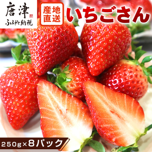 『先行予約』【令和8年4月より順次発送】唐津産 いちごさん 約250g×8パック(合計約2kg) 濃厚いちご 苺 イチゴ 果物 フルーツ 561998 - 佐賀県唐津市
