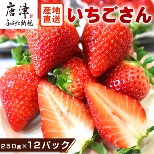『先行予約』【令和8年4月より順次発送】唐津産 いちごさん 約250g×12パック(合計約3kg) 濃厚いちご 苺 イチゴ 果物 フルーツ 561999 - 佐賀県唐津市