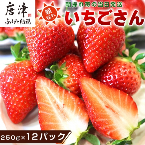 唐津産 いちごさん 250g×12パック(合計3kg) 濃厚いちご 苺 イチゴ 果物 フルーツ 561999 - 佐賀県唐津市